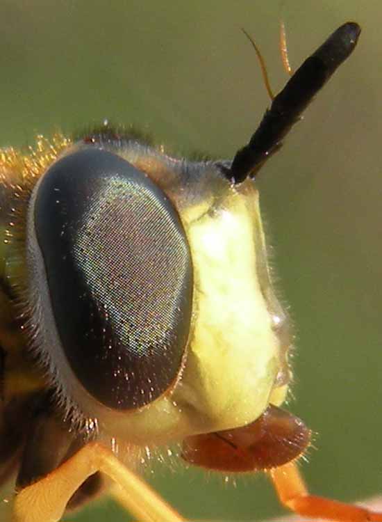 Syrphidae confidente